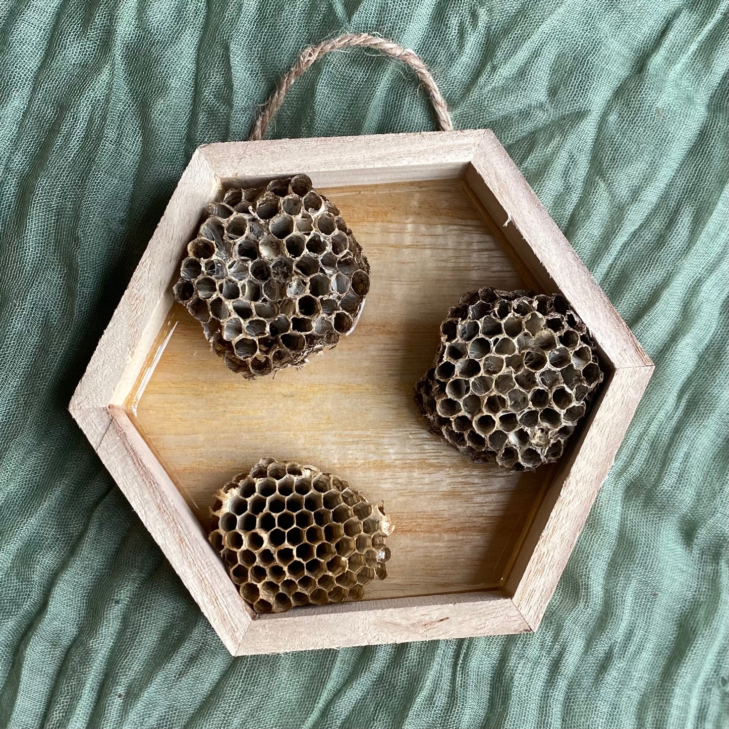 Shadow Box | Wasp Nests