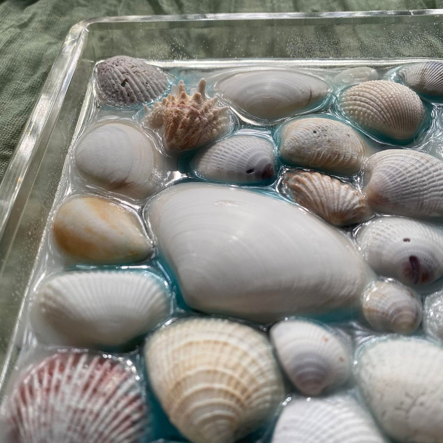 Close up of a corner of the tray so you can see the texture of the shells and the clear sides of the tray.