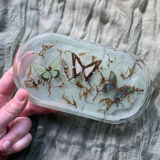 Catch All Tray | Green Moths & Moss