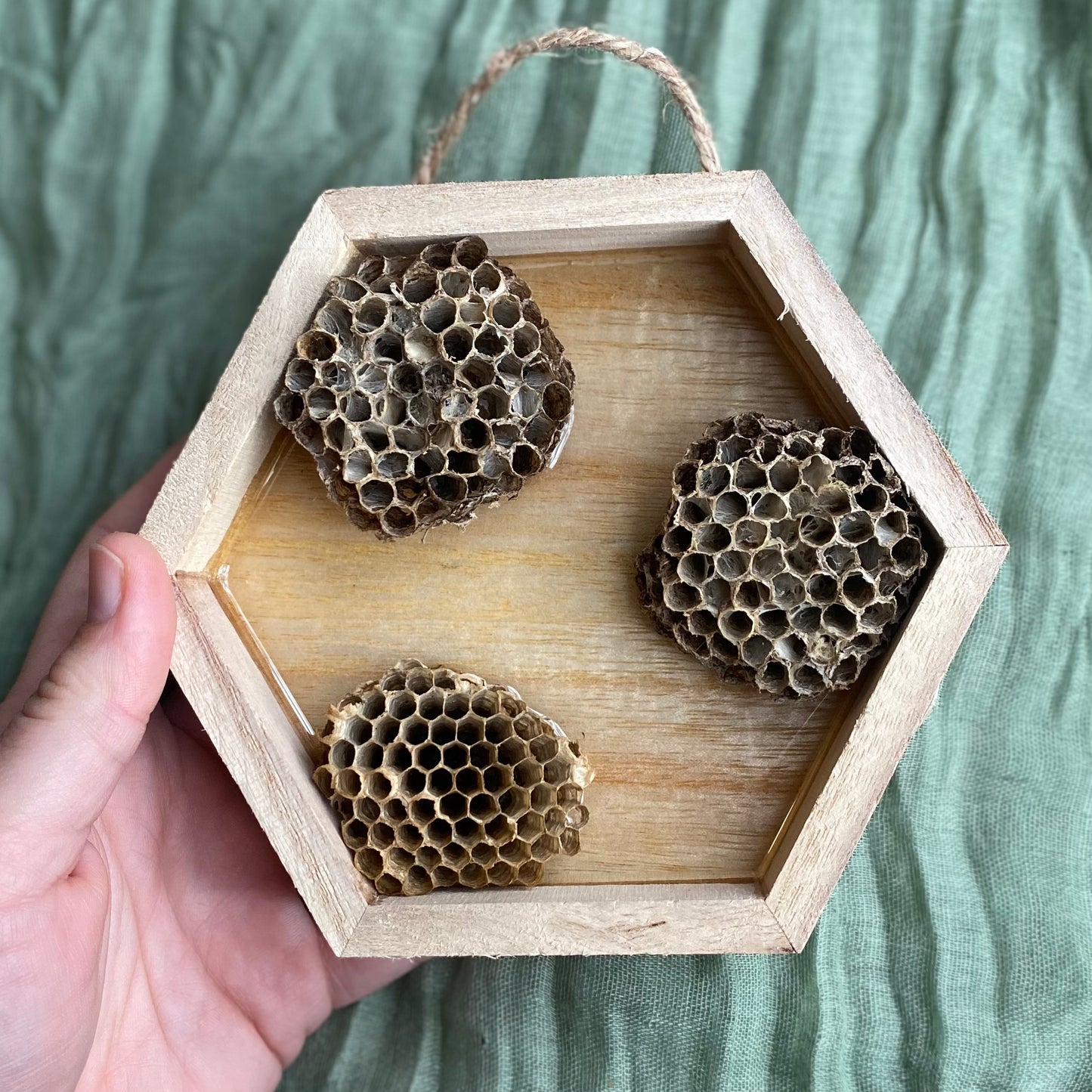 Shadow Box | Wasp Nests